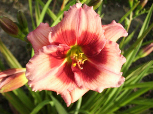 Afbeeldingen van Mayah Showgirl