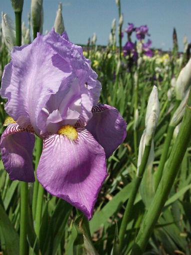 Afbeeldingen van Iris Palida Variegata