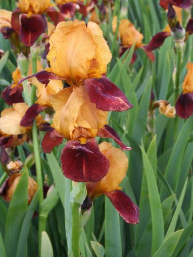 Afbeeldingen van Grand Chief