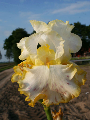 Afbeeldingen van Bride's Halo
