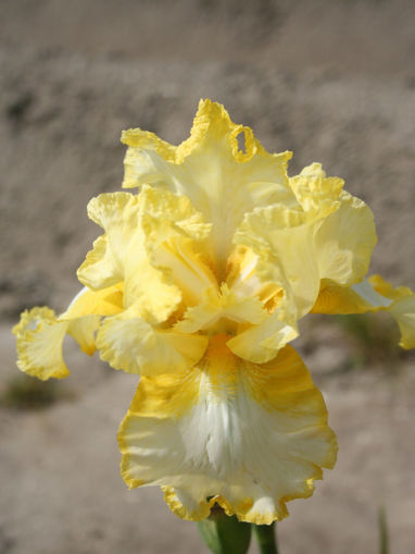 Afbeeldingen van Genesis