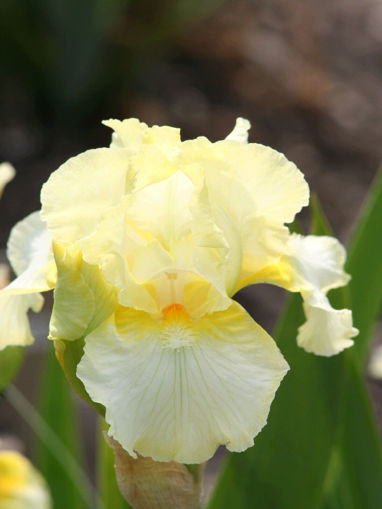 Afbeeldingen van Goddess Of Yellow