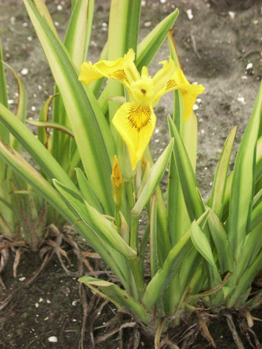 Afbeeldingen van Pseudacorus Variegata