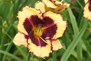 Afbeelding voor categorie Hemerocallis