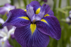 Afbeelding voor categorie Iris Ensata