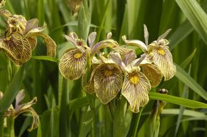 Afbeelding voor categorie Iris Overige