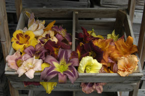 Afbeelding voor categorie Aanbiedingen