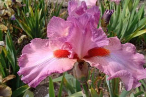 Afbeelding voor categorie Iris Germanica