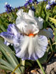 iris  reussite