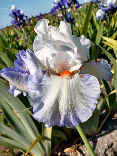 iris  reussite