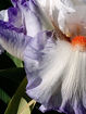 iris  reussite