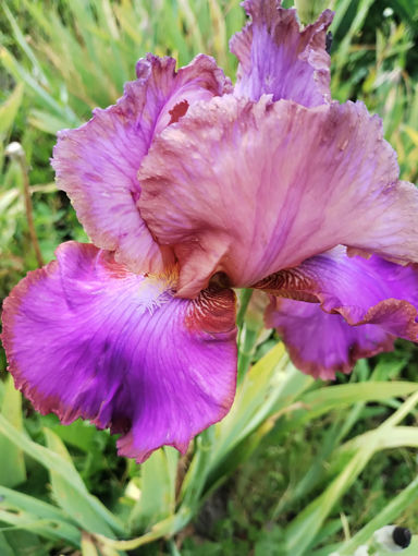 Afbeeldingen van Lovely orchid