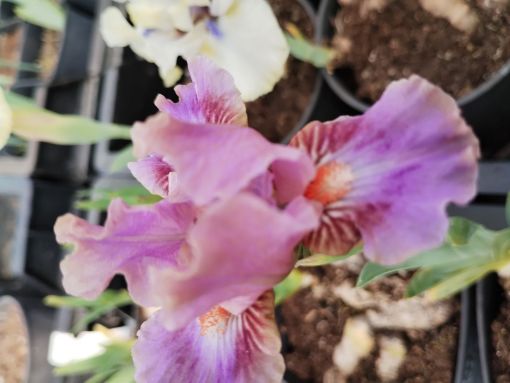 Afbeeldingen van Jolie Mome