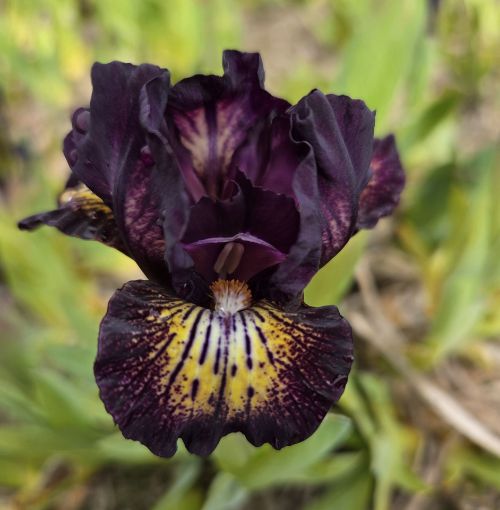 Afbeeldingen van Ruby Eruption