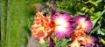 Afbeeldingen van Chaud Bouquet
