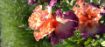 Afbeeldingen van Chaud Bouquet
