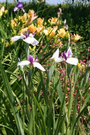 Drie lippen (falls)'jitsugetsu'